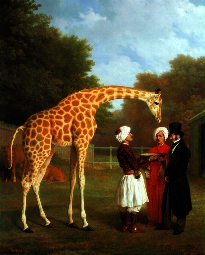 Нубийский жираф